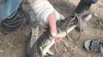 اصطياد التمساح في قرية الزوامل بعد 6 أيام من البحث المكثف 1